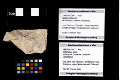 Foto (Objekt + Etikett) von Galatheoidea indet.  (NHMW-GEO-1990-0041-2647)